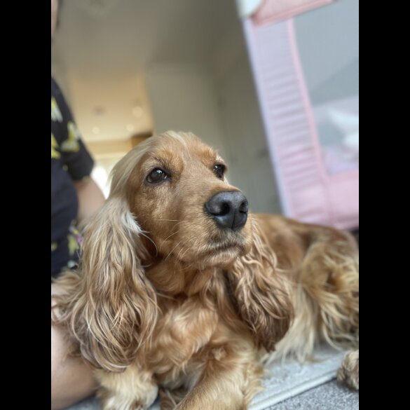 Cocker Spaniel (Working &amp; Show) - Dogs