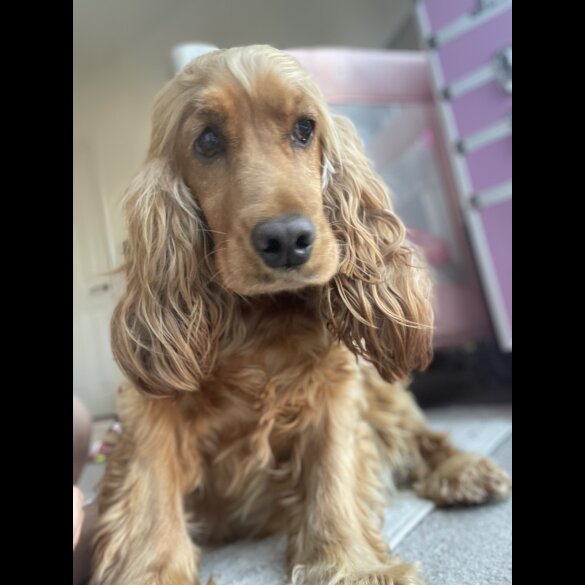 Cocker Spaniel (Working &amp; Show) - Dogs