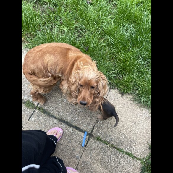 Cocker Spaniel (Working &amp; Show) - Dogs