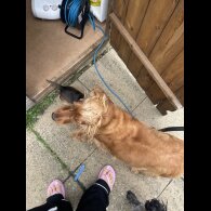 Cocker Spaniel (Working &amp; Show) - Dogs