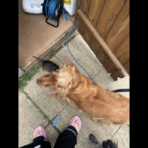 Cocker Spaniel (Working &amp; Show) - Dogs