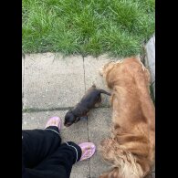 Cocker Spaniel (Working &amp; Show) - Dogs