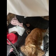 Cocker Spaniel (Working &amp; Show) - Dogs