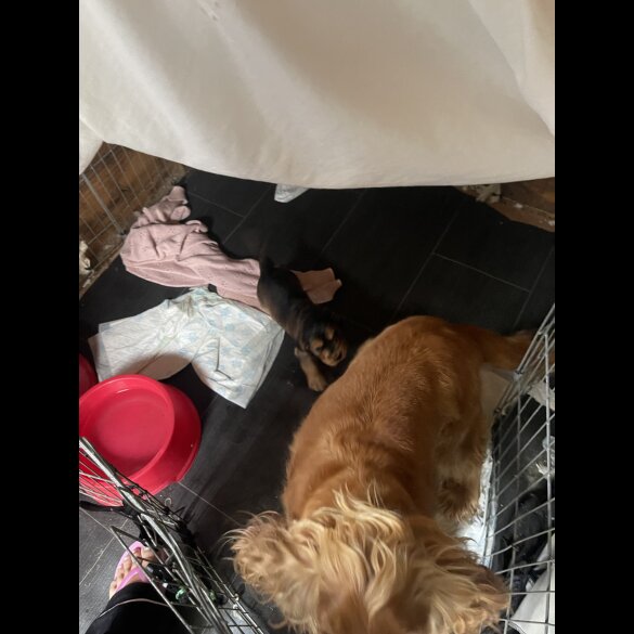 Cocker Spaniel (Working &amp; Show) - Dogs