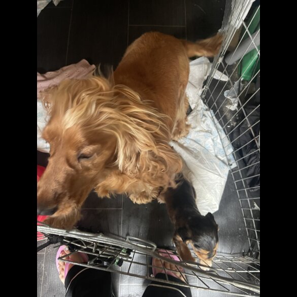 Cocker Spaniel (Working &amp; Show) - Dogs