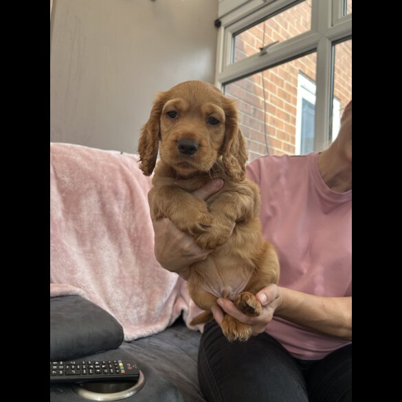 Cocker Spaniel (Working &amp; Show) - Both