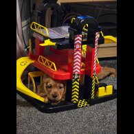 Cocker Spaniel (Working &amp; Show) - Both