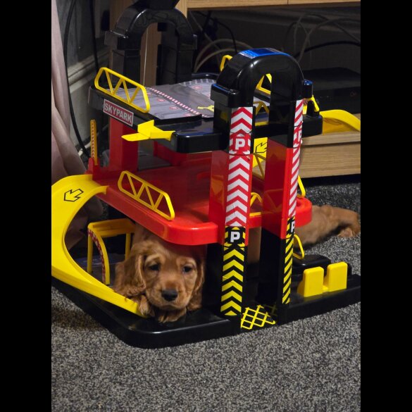 Cocker Spaniel (Working &amp; Show) - Both