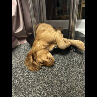 Cocker Spaniel (Working &amp; Show) - Both