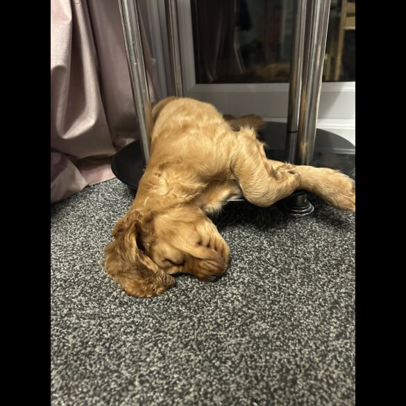 Cocker Spaniel (Working &amp; Show) - Both