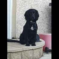 Cocker Spaniel (Working &amp; Show) - Bitches