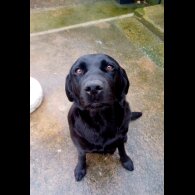 Cocker Spaniel (Working &amp; Show) - Both