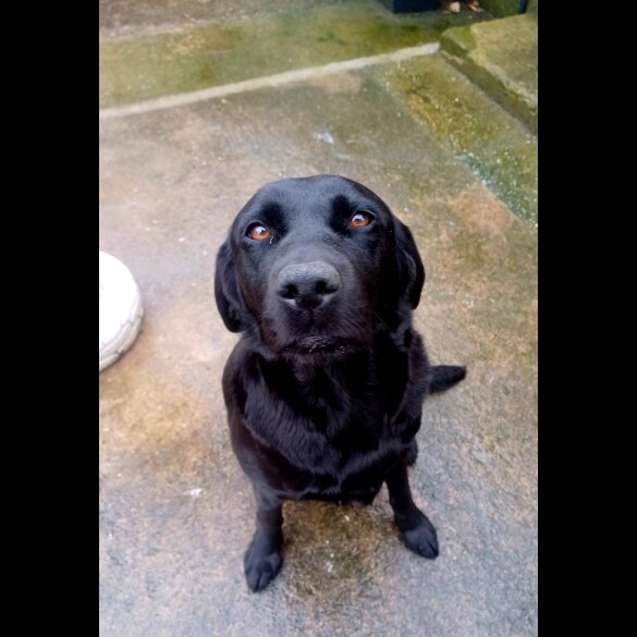 Cocker Spaniel (Working &amp; Show) - Both