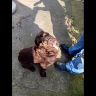 Cocker Spaniel (Working &amp; Show) - Both