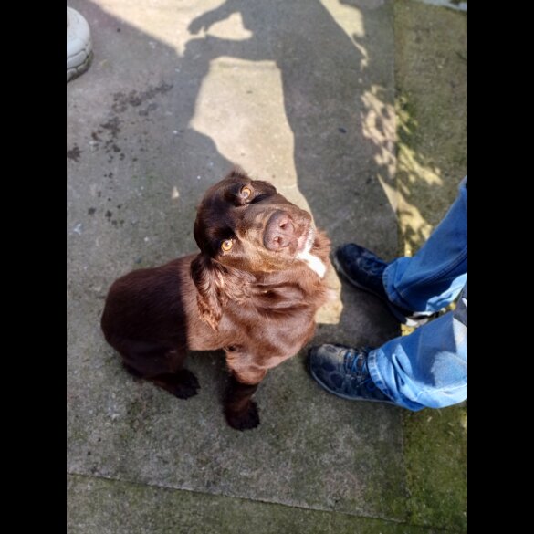 Cocker Spaniel (Working &amp; Show) - Both