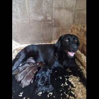 Cocker Spaniel (Working &amp; Show) - Both