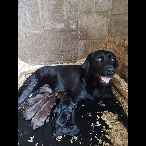 Cocker Spaniel (Working &amp; Show) - Both