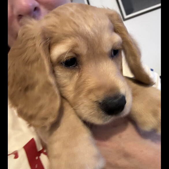 Cocker Spaniel (Working &amp; Show) - Dogs