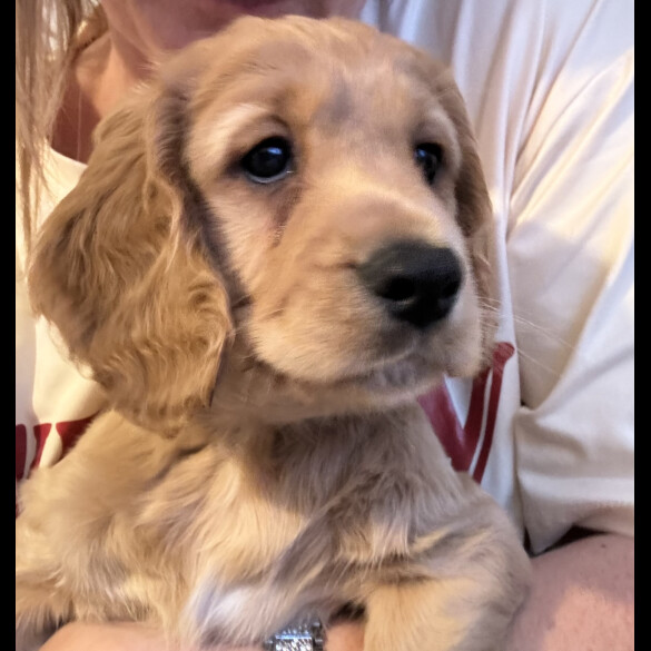 Cocker Spaniel (Working &amp; Show) - Dogs