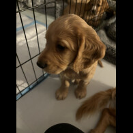 Cocker Spaniel (Working &amp; Show) - Dogs