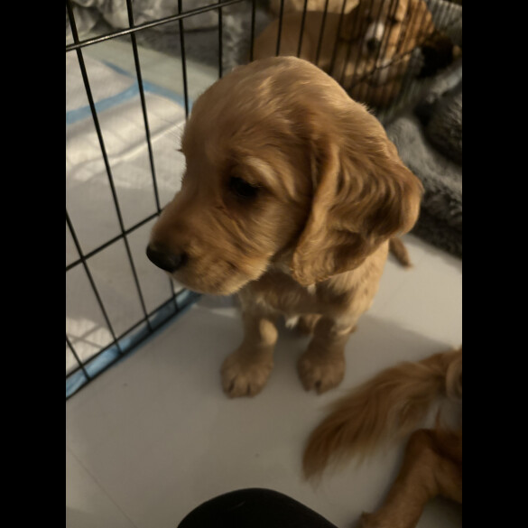 Cocker Spaniel (Working &amp; Show) - Dogs