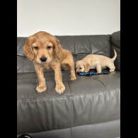Cocker Spaniel (Working &amp; Show) - Dogs