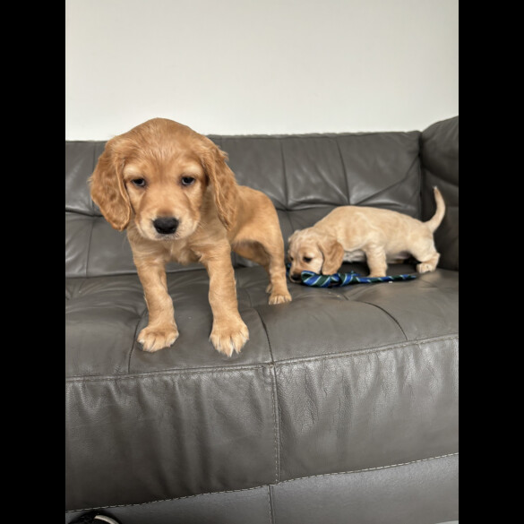 Cocker Spaniel (Working &amp; Show) - Dogs