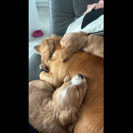 Cocker Spaniel (Working &amp; Show) - Dogs