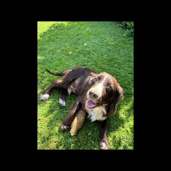 Cocker Spaniel (Working &amp; Show) - Both