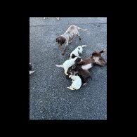 Cocker Spaniel (Working &amp; Show) - Both