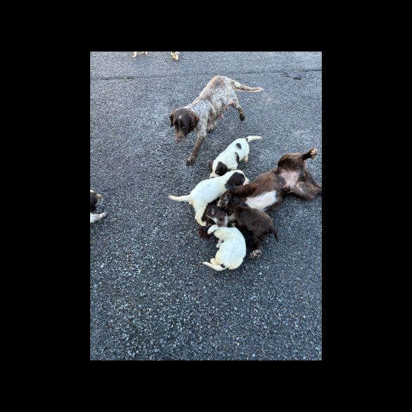 Cocker Spaniel (Working &amp; Show) - Both