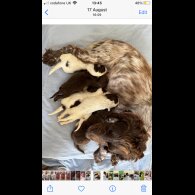 Cocker Spaniel (Working &amp; Show) - Both