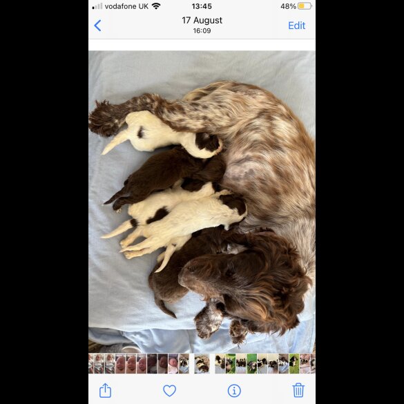 Cocker Spaniel (Working &amp; Show) - Both