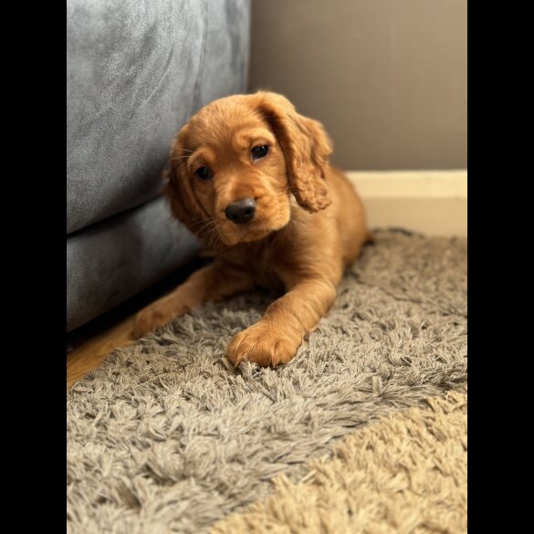 Cocker Spaniel (Working &amp; Show) - Both