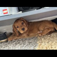 Cocker Spaniel (Working &amp; Show) - Both