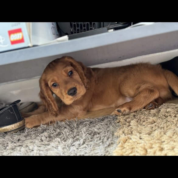 Cocker Spaniel (Working &amp; Show) - Both