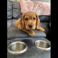Cocker Spaniel (Working &amp; Show) - Both