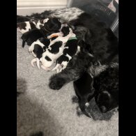 Cocker Spaniel (Working &amp; Show) - Both