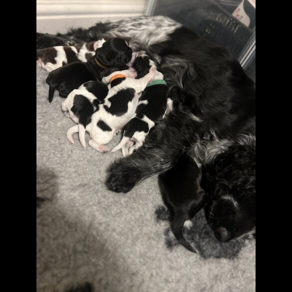 Cocker Spaniel (Working &amp; Show) - Both