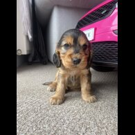 Cocker Spaniel (Working &amp; Show) - Dogs