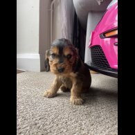 Cocker Spaniel (Working &amp; Show) - Dogs