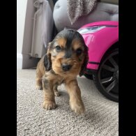 Cocker Spaniel (Working &amp; Show) - Dogs