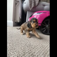 Cocker Spaniel (Working &amp; Show) - Dogs
