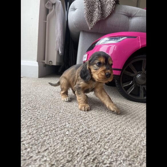 Cocker Spaniel (Working &amp; Show) - Dogs