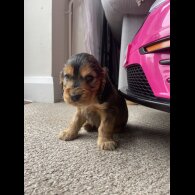 Cocker Spaniel (Working &amp; Show) - Dogs