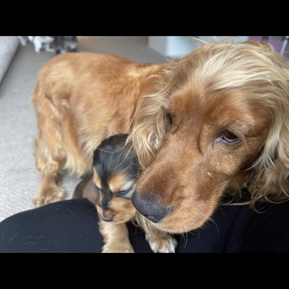 Cocker Spaniel (Working &amp; Show) - Dogs