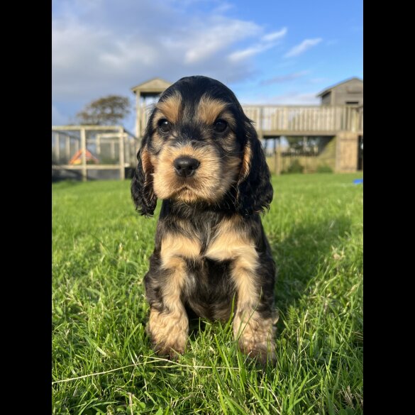 Cocker Spaniel (Working &amp; Show) - Both