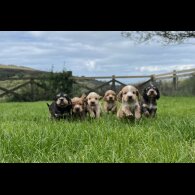 Cocker Spaniel (Working &amp; Show) - Both