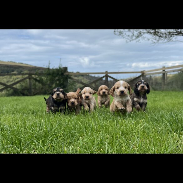Cocker Spaniel (Working &amp; Show) - Both