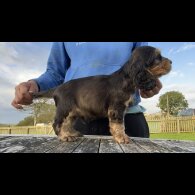 Cocker Spaniel (Working &amp; Show) - Both